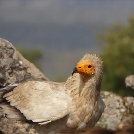 Casa Da Laja - Casas De Villar- Rural Experience * Vilar de Amargo