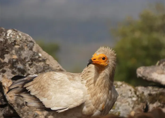 Casa Da Laja - Casas De Villar- Rural Experience * Vilar de Amargo